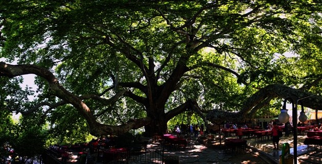  Bağcılar, tarihi olaylara canlı tanıklık etmiş çınar ağaçları ile donatılıyor… 