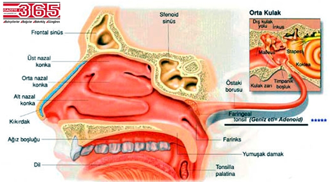 Dİkkat! Öksürük nöbetlerinin nedeni 'geniz akıntısı' olabilir