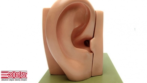 Kepçe kulaklar çocuklarda ruhsal travmaya neden olabilir
