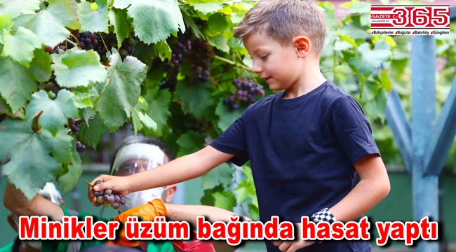 Bağcılarlı minikler üzüm bağında hasat yaptı