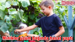 Bağcılarlı minikler üzüm bağında hasat yaptı