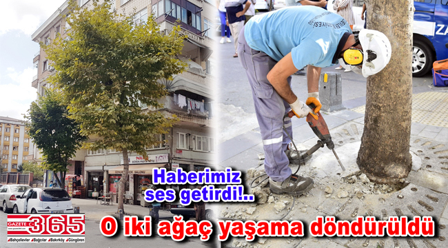 Bahçelievler’de dibine beton dökülen ağaçlar kurtarıldı