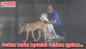 Sokak hayvanları buharla serinliyor