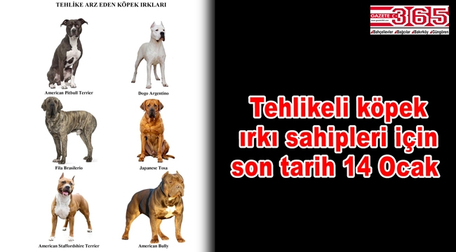 Tehlikeli köpek ırkı sahipleri için son tarih 14 Ocak 