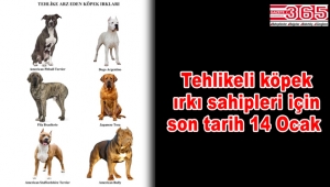 Tehlikeli köpek ırkı sahipleri için son tarih 14 Ocak 