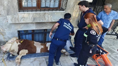 Bahçelievler’de boşluğa düşen boğa için seferber oldular