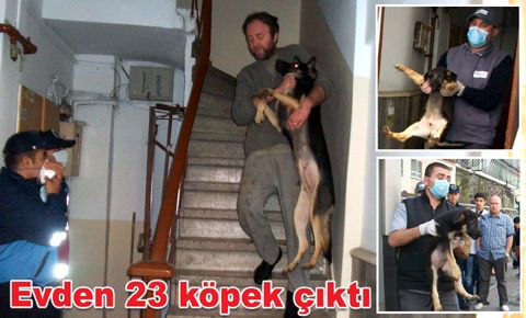 Şikâyet edilen evden 23 köpek çıktı