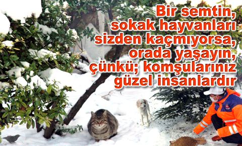 Bahçelievler Belediyesi sokak hayvanlarını besliyor