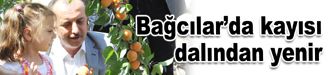 Bağcılar’da kayısı dalından yenir