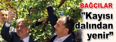 Bağcılar'da kayısı dalından yenir