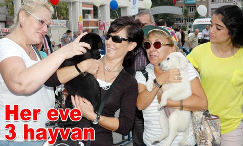 Gelin bir ‘can dostu’ kazanın! Onlar da sevgiye, ilgiye muhtaçlar...