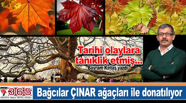  Bağcılar, tarihi olaylara canlı tanıklık etmiş çınar ağaçları ile donatılıyor…