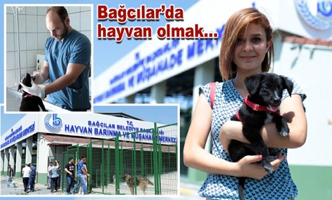 Bağcılar’da yaşayan hayvanlar biraz daha şanslı...
