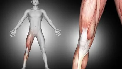 Bacak Kasları uzun ömrün Metabolik sigortası olabilir