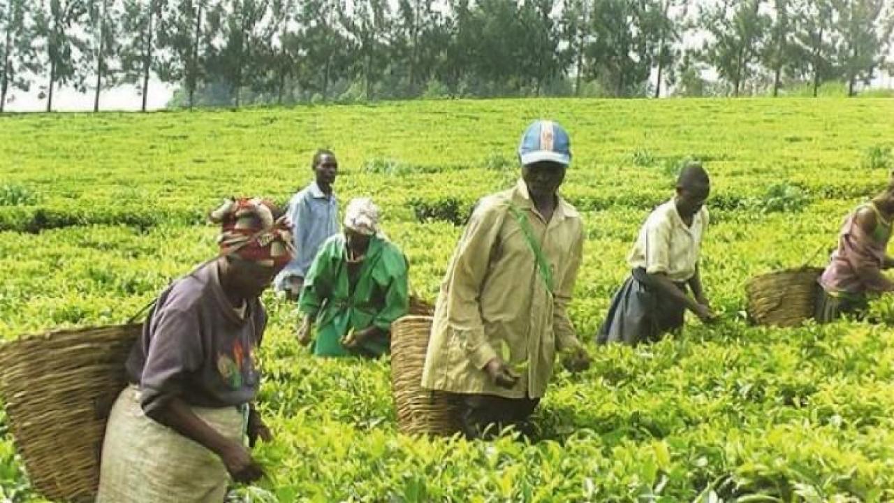 Uganda ekonomisinde ihracat patlaması: Ocak ayında %77 artış