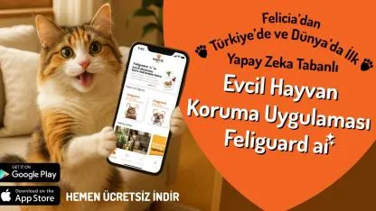 Feliguard AI’ya Uluslararası Ödül